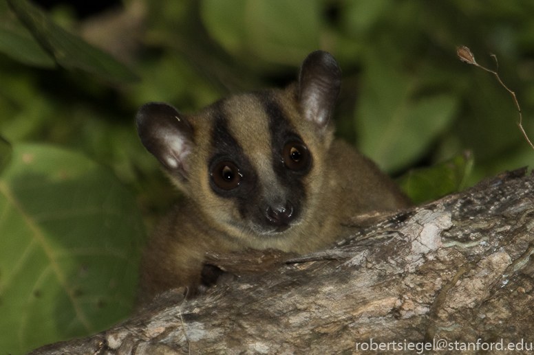 phaner lemur
